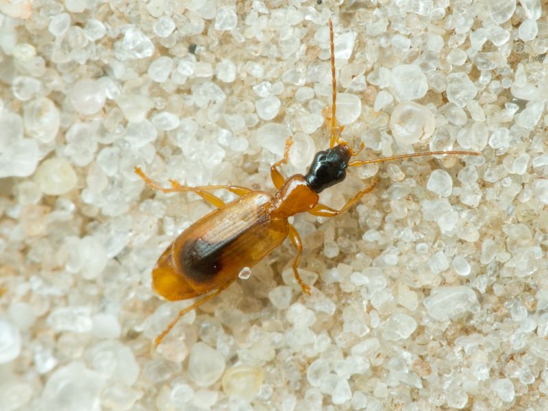 Demetrias monostigma Samouelle, 1819